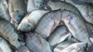 Ikan Nila hidup 